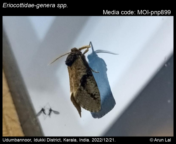 Eriocottidaegenera spp. Spuler, 1898 Moths